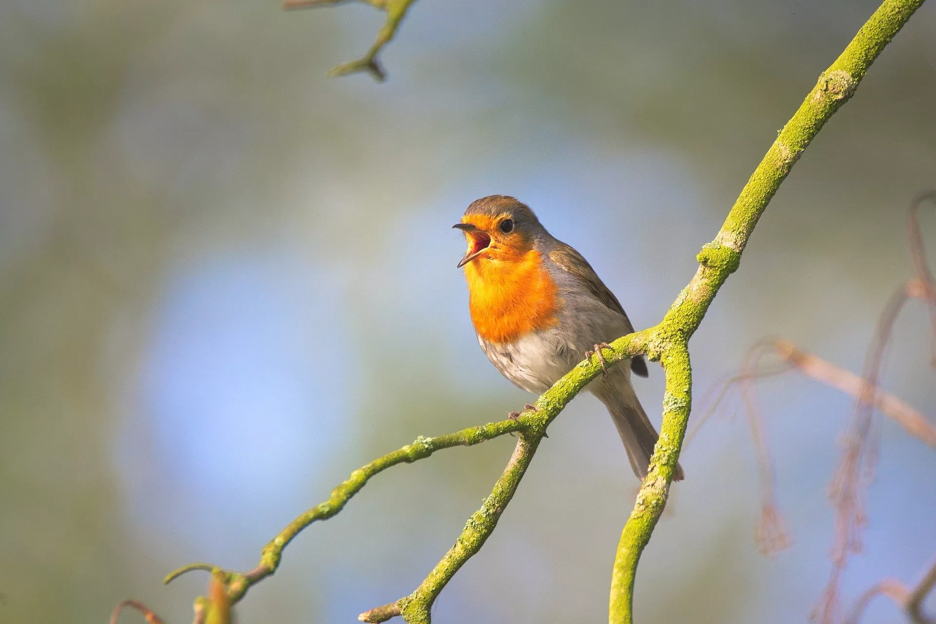 Птицы стали петь больше во время коронавируса